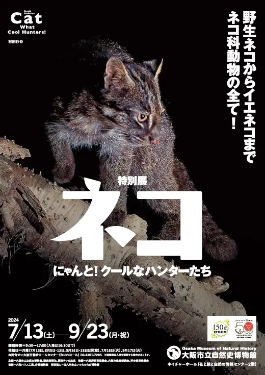 7/13（土）～9/23（月・祝）大阪市立自然史博物館　特別展「ネコ」 ～にゃんと！クールなハンターたち～